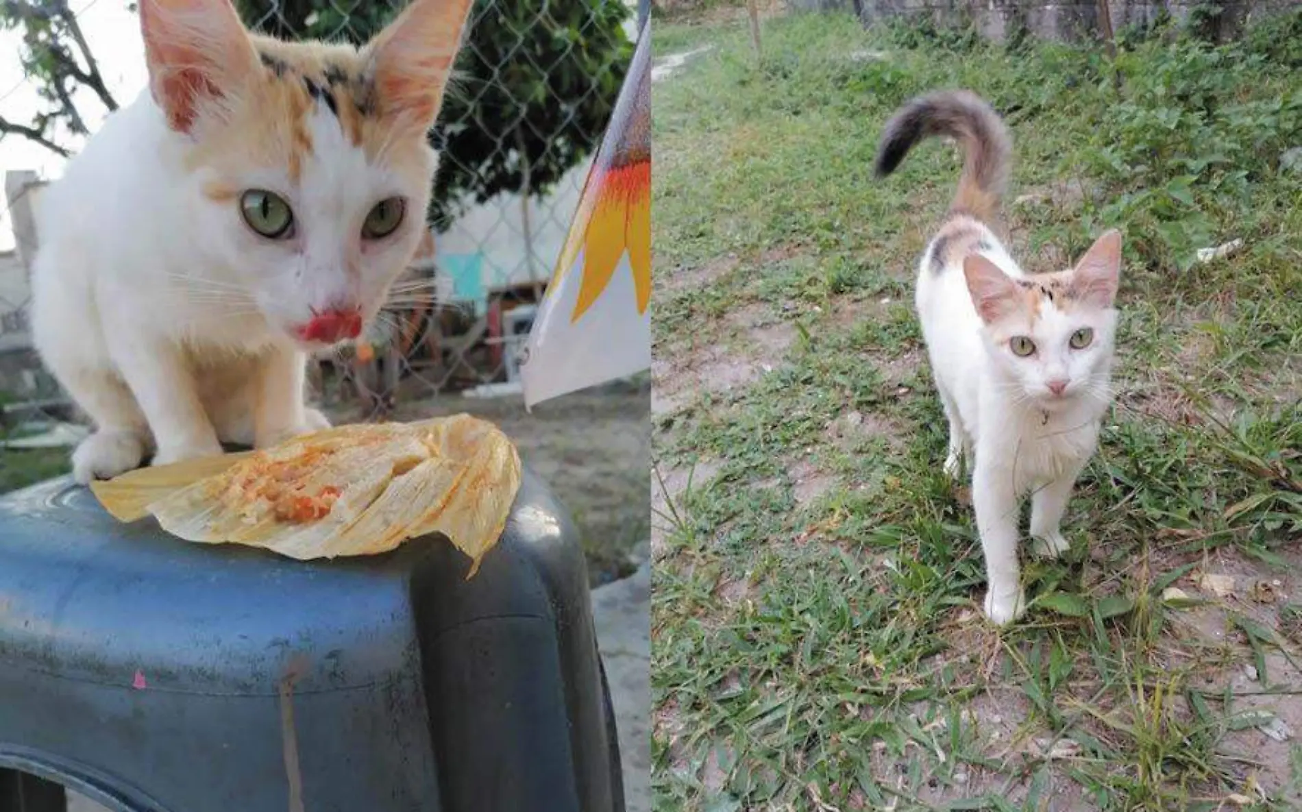 Gatita que acompaña a su dueña a vender tamales en Tampico se hace viral